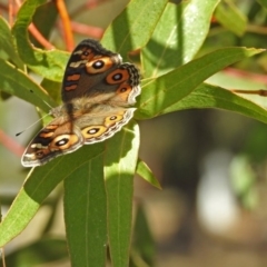 Junonia villida at Bonython, ACT - 27 Apr 2018