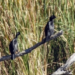 Phalacrocorax sulcirostris (Little Black Cormorant) at Bonython, ACT - 27 Apr 2018 by RodDeb