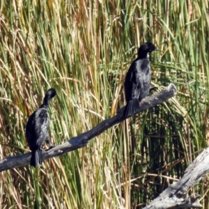 Phalacrocorax sulcirostris at Bonython, ACT - 27 Apr 2018 12:21 PM