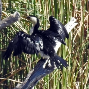 Microcarbo melanoleucos at Bonython, ACT - 27 Apr 2018 12:23 PM