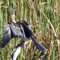 Anhinga novaehollandiae (Australasian Darter) at Bonython, ACT - 27 Apr 2018 by RodDeb