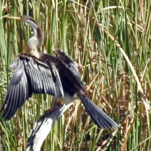 Anhinga novaehollandiae at Bonython, ACT - 27 Apr 2018 12:29 PM