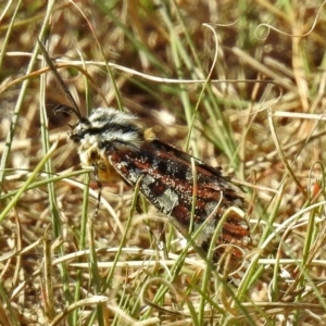 Apina callisto at Bonython, ACT - 27 Apr 2018