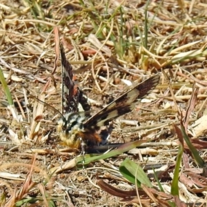 Apina callisto at Bonython, ACT - 27 Apr 2018