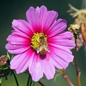 Apis mellifera at Bonython, ACT - 27 Apr 2018 12:58 PM