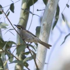 Caligavis chrysops (Yellow-faced Honeyeater) at Higgins, ACT - 26 Apr 2018 by Alison Milton