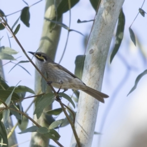 Caligavis chrysops at Higgins, ACT - 26 Apr 2018 09:42 AM