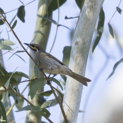 Caligavis chrysops (Yellow-faced Honeyeater) at Higgins, ACT - 26 Apr 2018 by Alison Milton