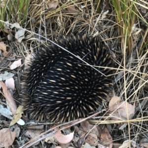 Tachyglossus aculeatus at Aranda, ACT - 27 Apr 2018