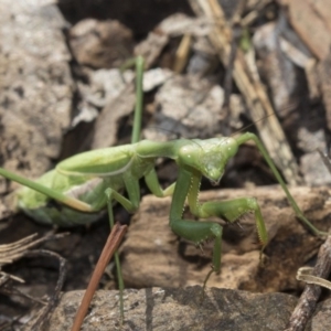 Pseudomantis albofimbriata at Higgins, ACT - 24 Apr 2018