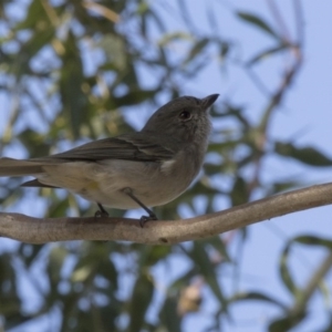 Pachycephala pectoralis at Higgins, ACT - 26 Apr 2018