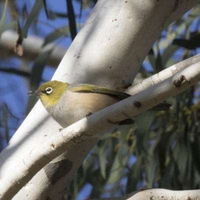 Zosterops lateralis (Silvereye) at Higgins, ACT - 25 Apr 2018 by Alison Milton