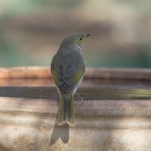 Ptilotula penicillata at Higgins, ACT - 26 Apr 2018