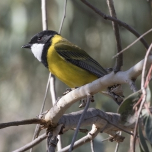 Pachycephala pectoralis at Acton, ACT - 27 Apr 2018 11:00 AM