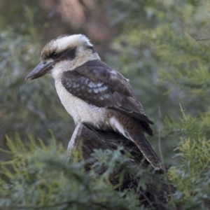 Dacelo novaeguineae at Acton, ACT - 27 Apr 2018 03:13 PM