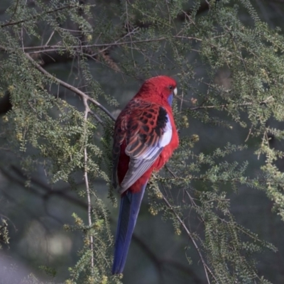 Platycercus elegans (Crimson Rosella) at Acton, ACT - 27 Apr 2018 by AlisonMilton