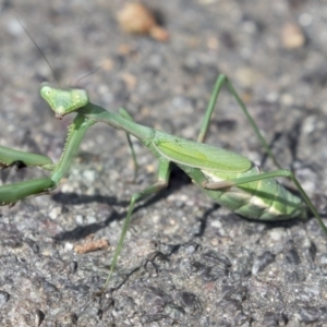 Pseudomantis albofimbriata at Canberra Central, ACT - 27 Apr 2018