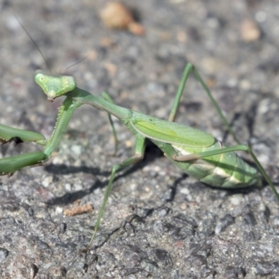 Pseudomantis albofimbriata (False garden mantis) at Canberra Central, ACT - 27 Apr 2018 by Alison Milton