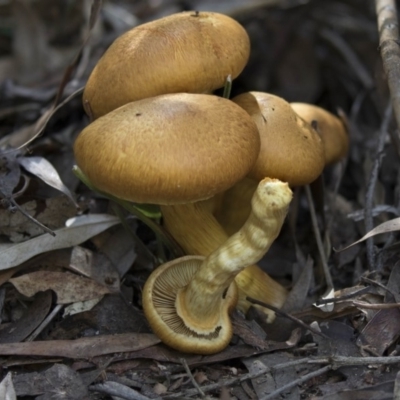 Gymnopilus junonius (Spectacular Rustgill) at Acton, ACT - 27 Apr 2018 by AlisonMilton