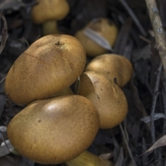 Gymnopilus junonius at Acton, ACT - 27 Apr 2018 10:55 AM