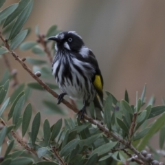 Phylidonyris novaehollandiae (New Holland Honeyeater) at Fyshwick, ACT - 19 Apr 2018 by AlisonMilton