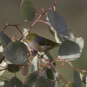 Zosterops lateralis at Fyshwick, ACT - 19 Apr 2018