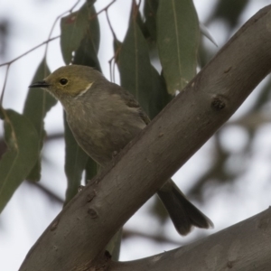 Ptilotula penicillata at Fyshwick, ACT - 19 Apr 2018