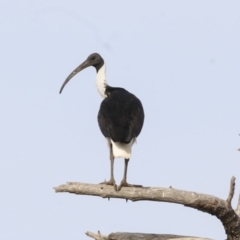 Threskiornis spinicollis (Straw-necked Ibis) at Fyshwick, ACT - 19 Apr 2018 by AlisonMilton