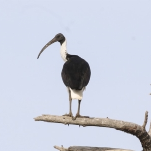 Threskiornis spinicollis at Fyshwick, ACT - 19 Apr 2018 09:51 AM