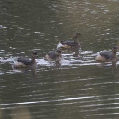 Tachybaptus novaehollandiae (Australasian Grebe) at Fyshwick, ACT - 19 Apr 2018 by AlisonMilton