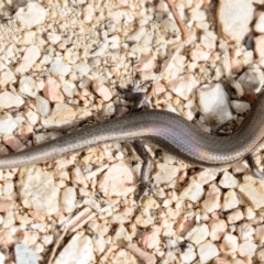 Lampropholis delicata (Delicate Skink) at Fyshwick, ACT - 19 Apr 2018 by AlisonMilton