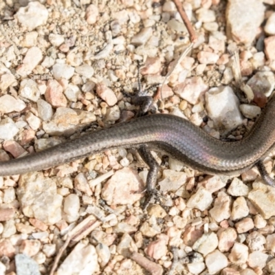 Lampropholis delicata (Delicate Skink) at Jerrabomberra Wetlands - 19 Apr 2018 by AlisonMilton