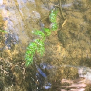 Ceratophyllum demersum at Canberra Central, ACT - 10 Apr 2018