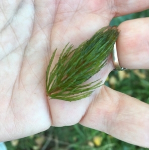 Ceratophyllum demersum at Canberra Central, ACT - 10 Apr 2018