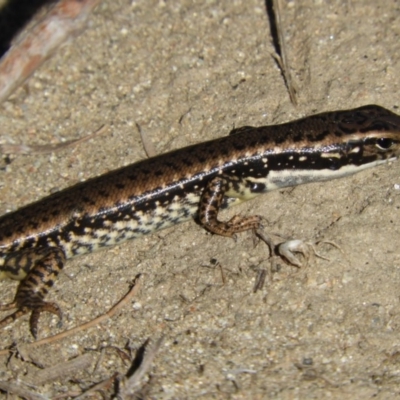 Eulamprus heatwolei (Yellow-bellied Water Skink) at Gordon, ACT - 27 Apr 2018 by Christine