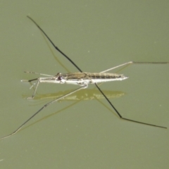 Aquarius antigone (Water strider, pond skater) at Gordon, ACT - 27 Apr 2018 by Christine