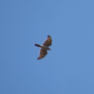 Accipiter cirrocephalus (Collared Sparrowhawk) at Paddys River, ACT - 27 Apr 2018 by Christine