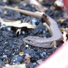 Saproscincus mustelinus (Weasel Skink) at Fadden, ACT - 23 Apr 2018 by KumikoCallaway