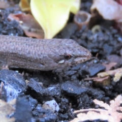 Saproscincus mustelinus at Fadden, ACT - 24 Apr 2018