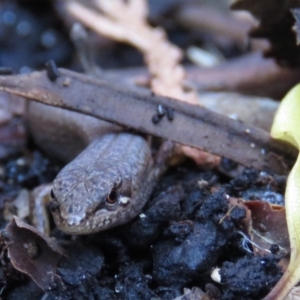 Saproscincus mustelinus at Fadden, ACT - 24 Apr 2018