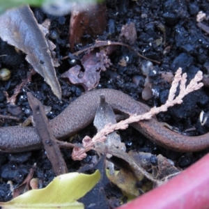 Saproscincus mustelinus at Fadden, ACT - 24 Apr 2018