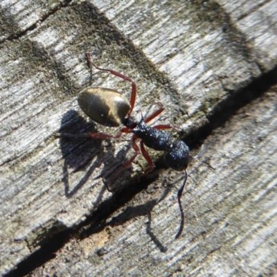 Dolichoderus scabridus (Dolly ant) at Paddys River, ACT - 27 Apr 2018 by Christine