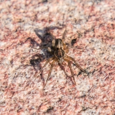 Lycosidae (family) (Unidentified wolf spider) at Stromlo, ACT - 26 Apr 2018 by SWishart