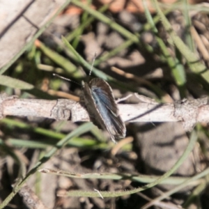 Zizina otis at Cotter River, ACT - 26 Apr 2018 12:26 PM