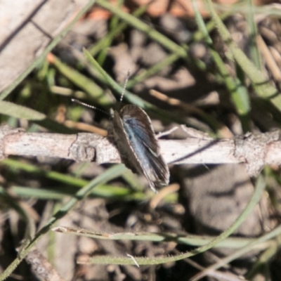 Zizina otis (Common Grass-Blue) at Cotter River, ACT - 26 Apr 2018 by SWishart