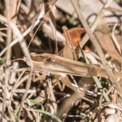 Conocephalus upoluensis (Meadow Katydid) at Brindabella, NSW - 26 Apr 2018 by SWishart