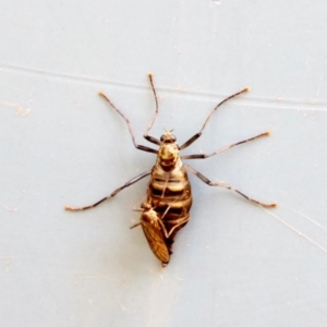 Boreoides subulatus at Hughes, ACT - 28 Apr 2018