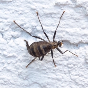 Boreoides subulatus at Hughes, ACT - 28 Apr 2018 11:55 AM