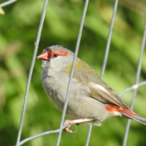 Neochmia temporalis at Pialligo, ACT - 28 Apr 2018