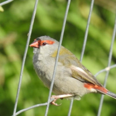 Neochmia temporalis (Red-browed Finch) at Pialligo, ACT - 28 Apr 2018 by HelenCross
